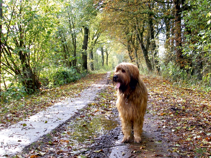 Briard auf Herbstwanderung