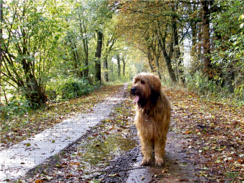 Briard auf Herbstwanderung