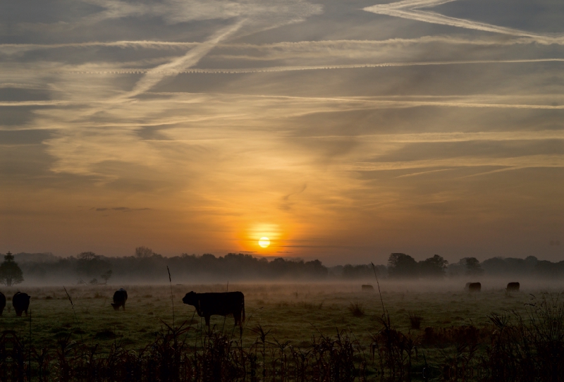 Morgennebel in Schleswig-Holstein