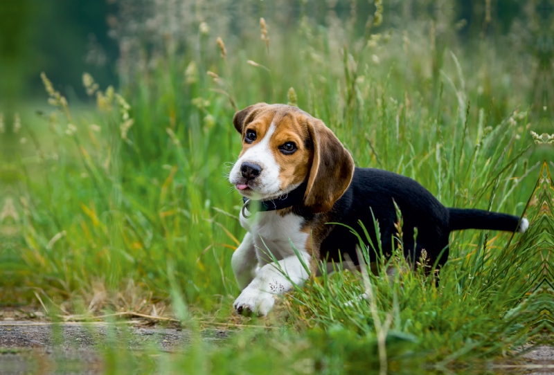 Beagle Welpe im Gras