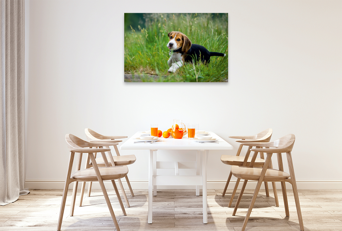 Beagle Welpe im Gras