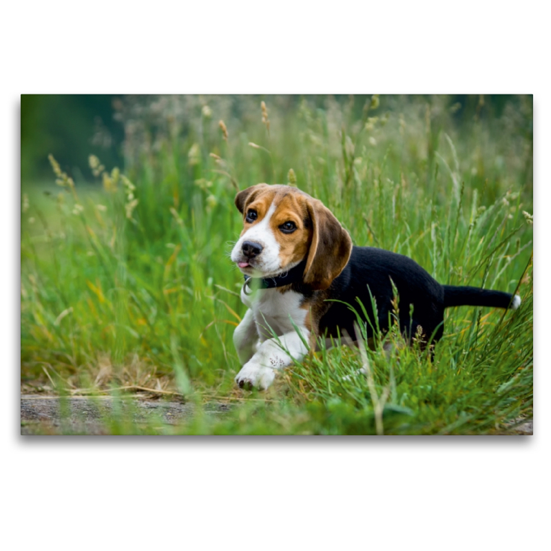 Beagle Welpe im Gras