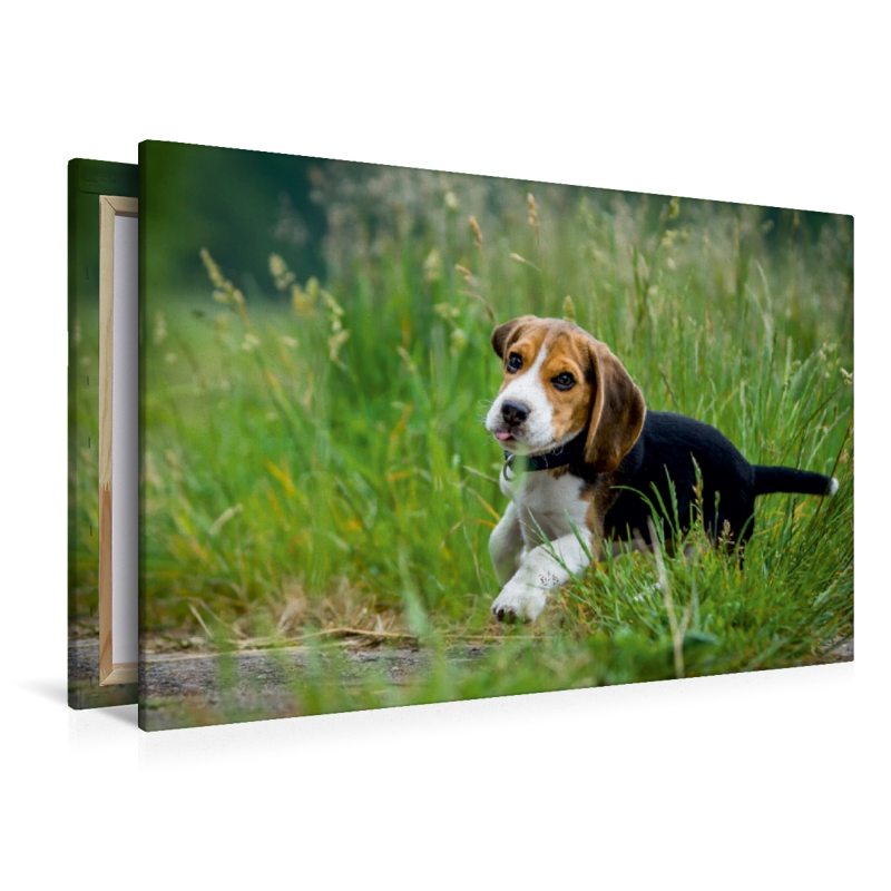 Beagle Welpe im Gras