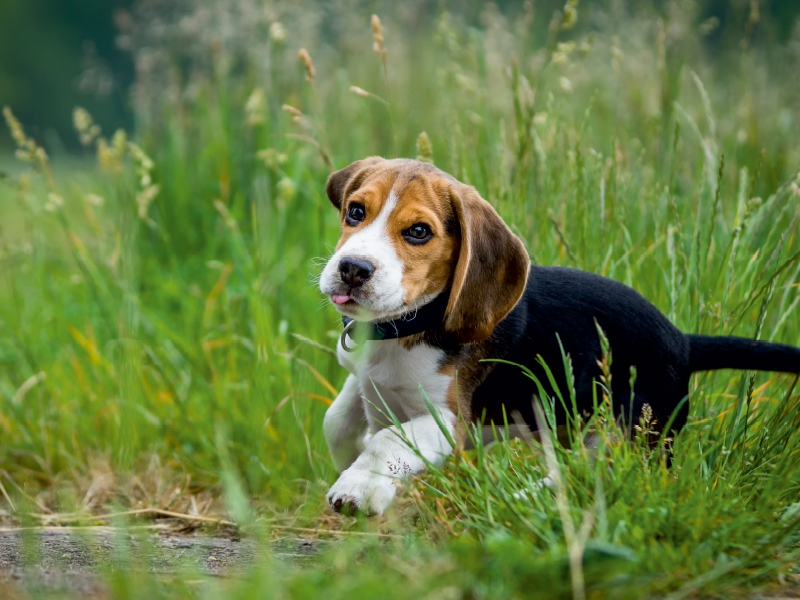 Beagle Welpe im Gras