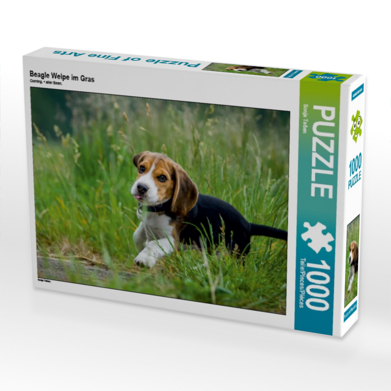 Beagle Welpe im Gras