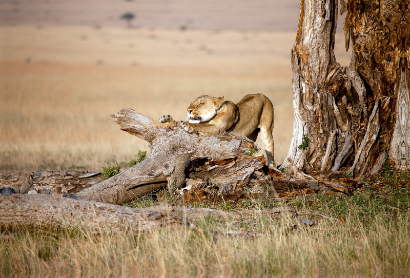 Afrika: Erwachende Löwin