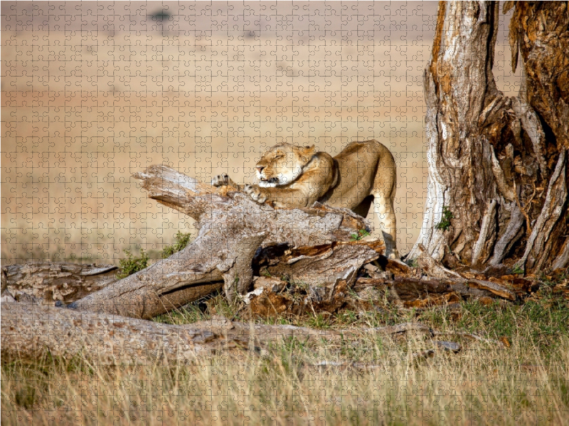 Afrika: Erwachende Löwin