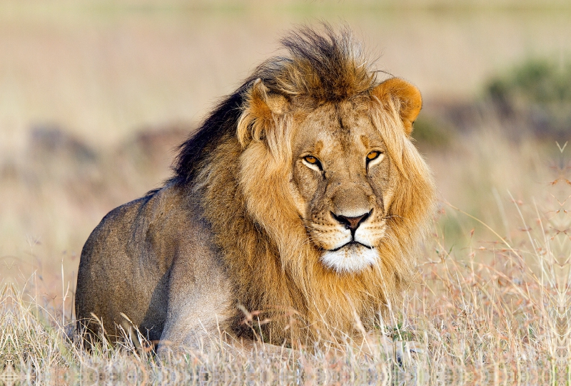 Afrika: Majestätischer Löwe in der Masai Mara