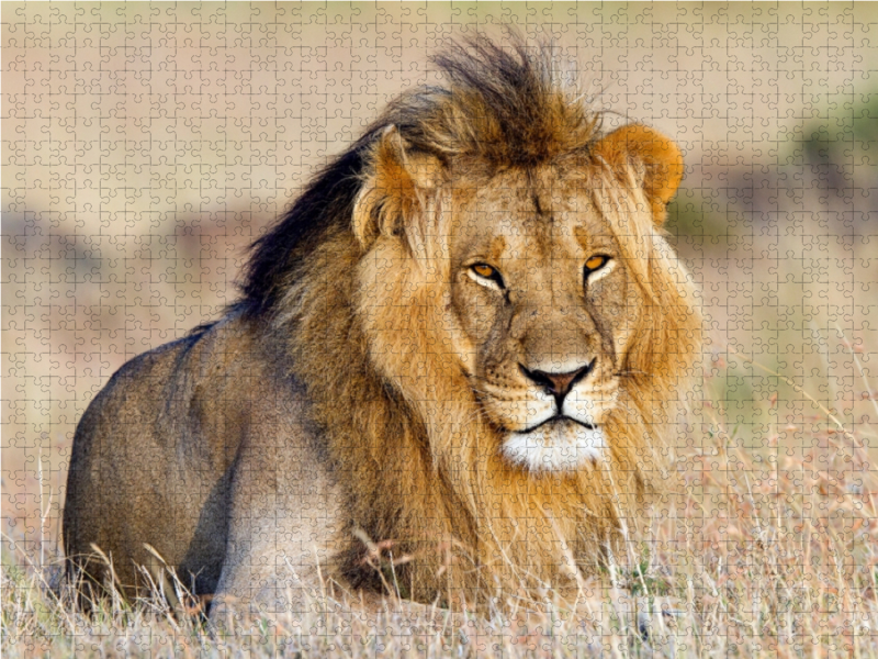 Afrika: Majestätischer Löwe in der Masai Mara