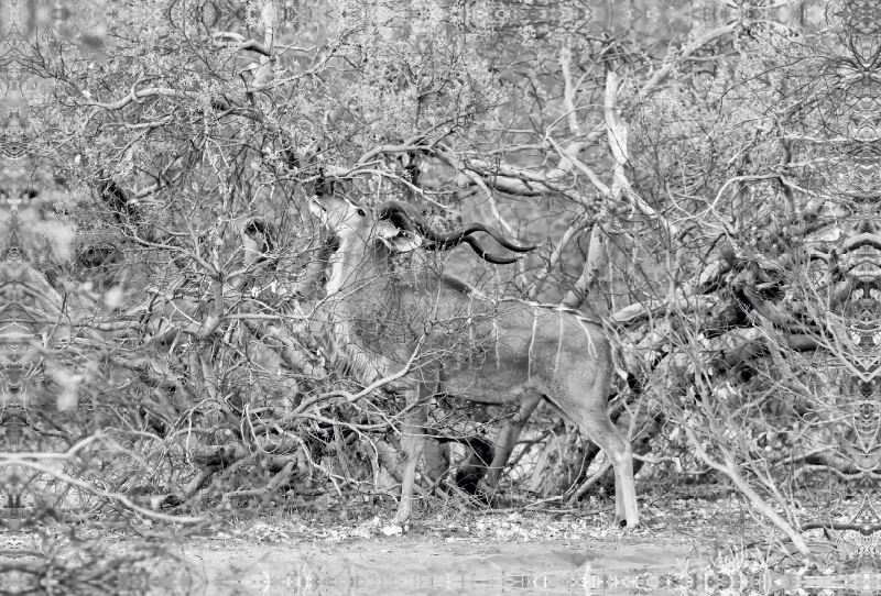 Afrika: Männlicher Kudu im Moremi Games Reserve,  Botswana