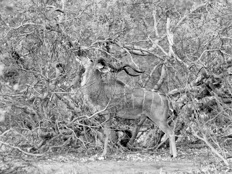 Afrika: Männlicher Kudu im Moremi Games Reserve,  Botswana