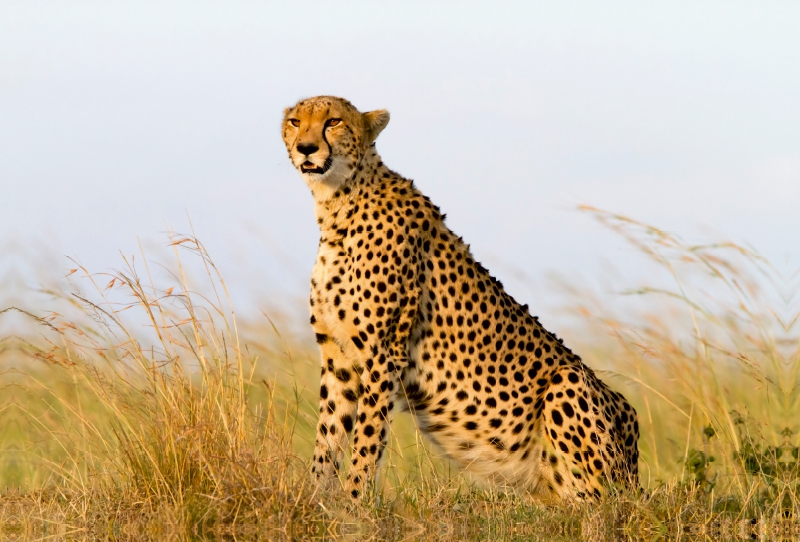 Afrika: Gepard in der Masai Mara, Kenia