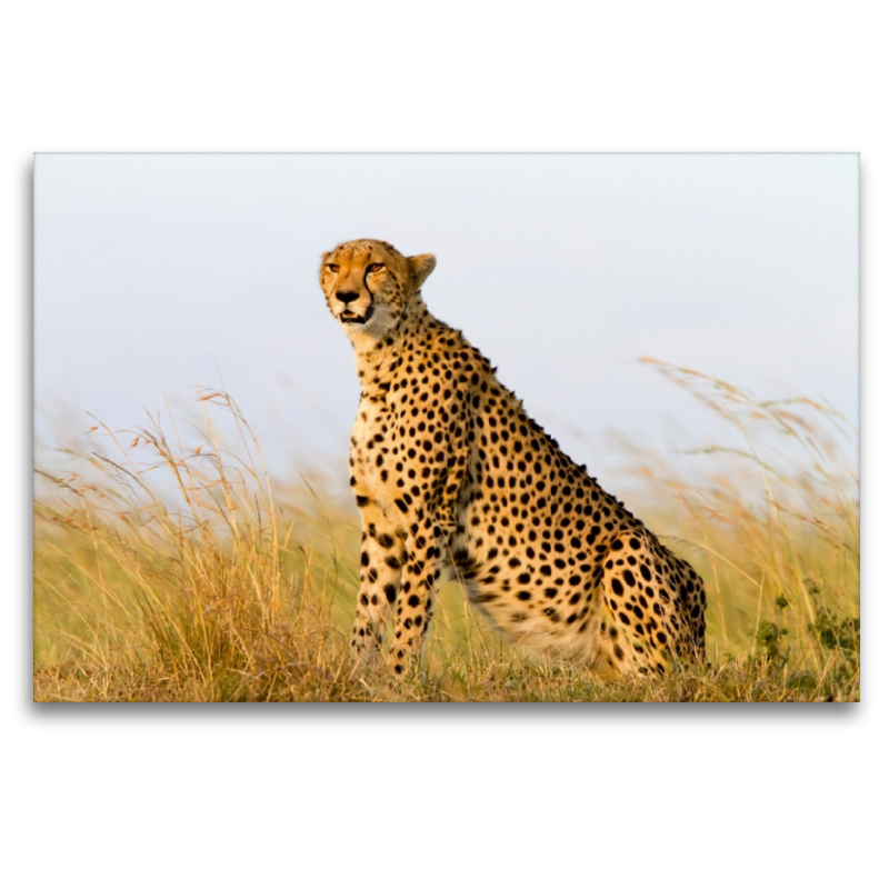 Afrika: Gepard in der Masai Mara, Kenia