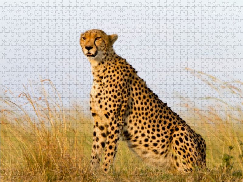 Afrika: Gepard in der Masai Mara, Kenia