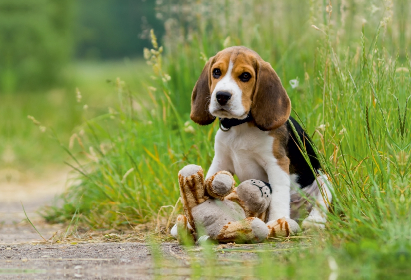 Beagle-Welpe mit Teddy