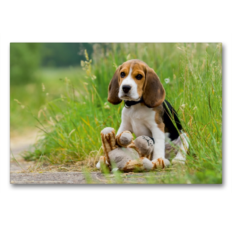 Beagle-Welpe mit Teddy