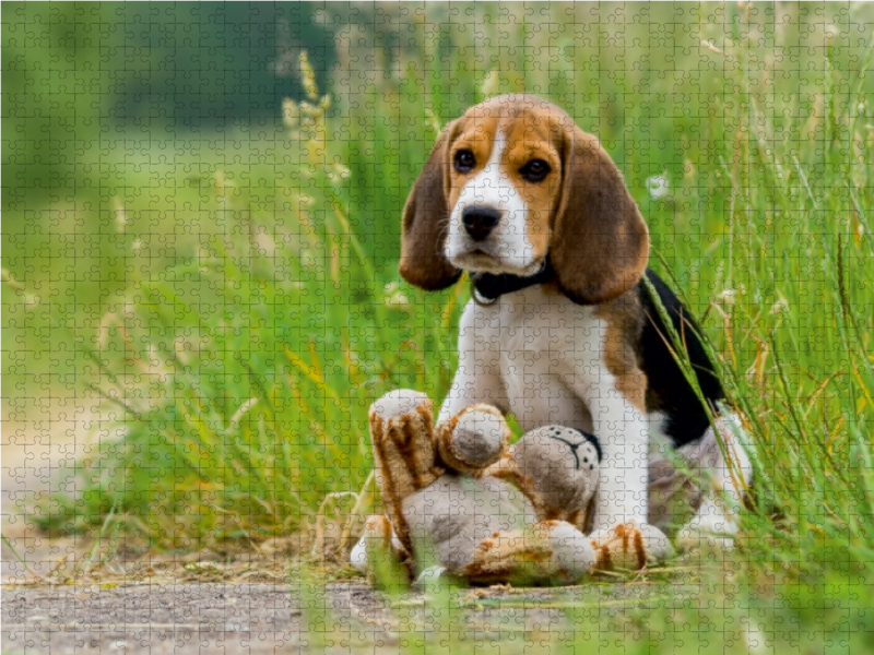 Beagle-Welpe mit Teddy