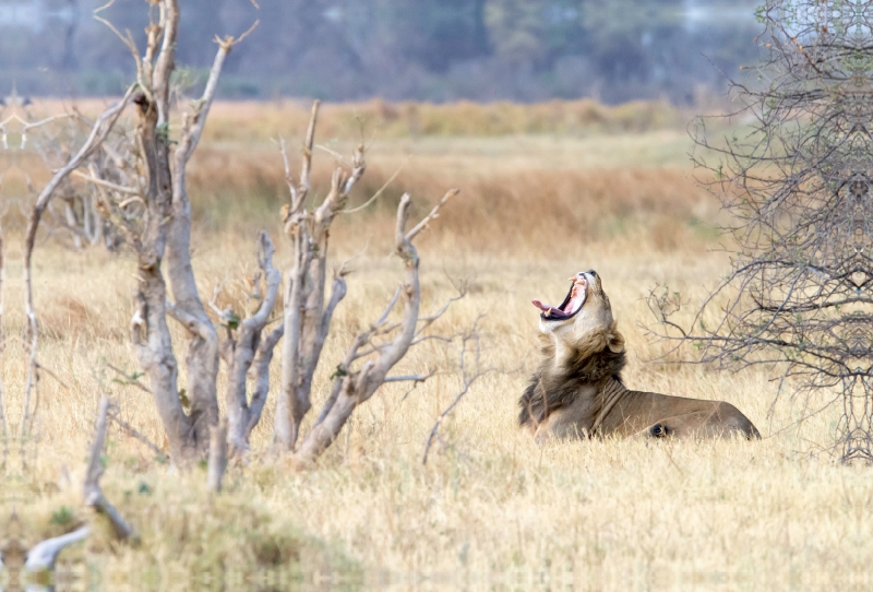 Afrika: Gähnender Löwe, Botswana