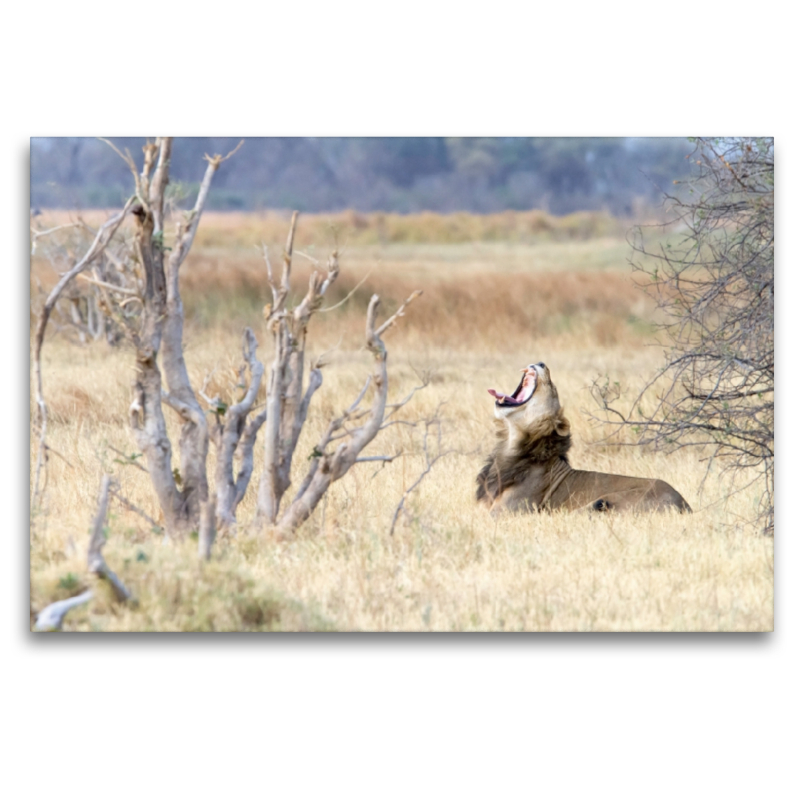 Afrika: Gähnender Löwe, Botswana