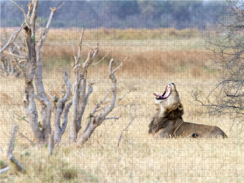 Afrika: Gähnender Löwe, Botswana