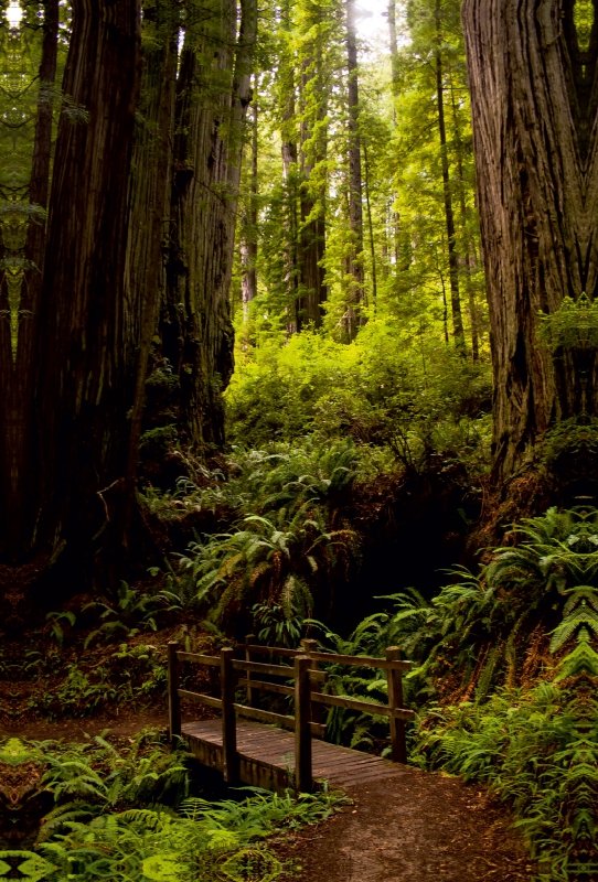 Redwood National and States Park