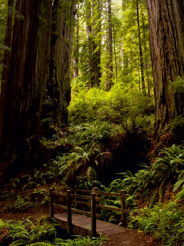 Redwood National and States Park