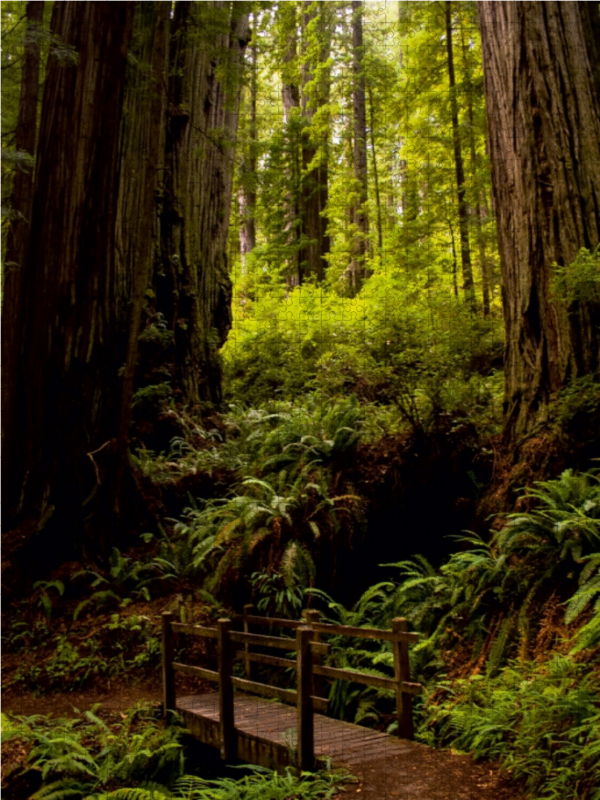 Redwood National and States Park