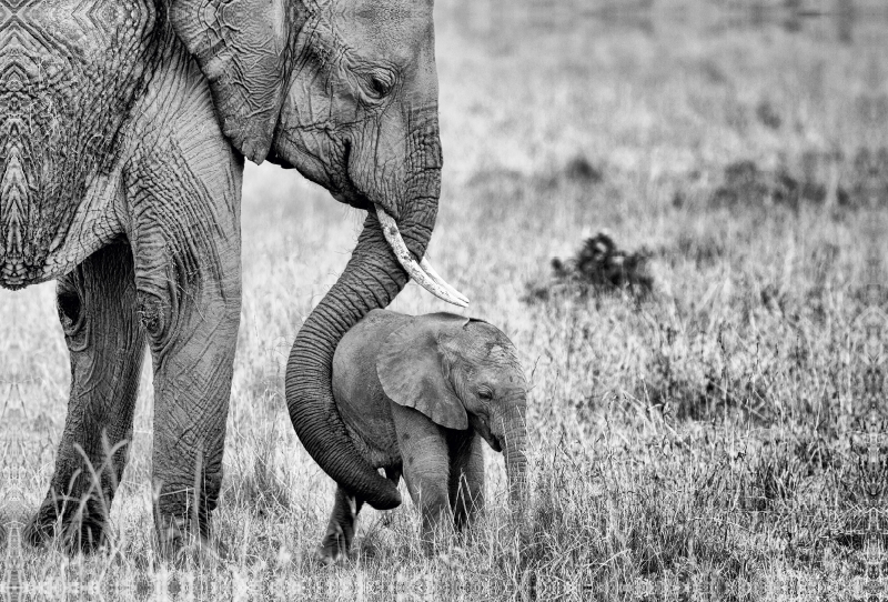 Masai Mara, Kenia