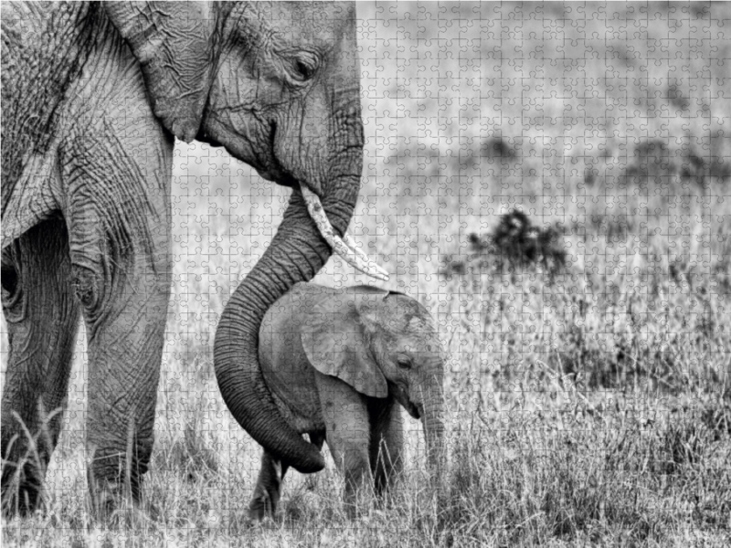 Masai Mara, Kenia