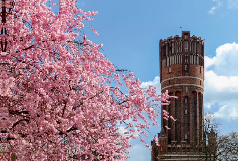 Japanische Kirschblüte mit Blick auf den Wasserturm Lüneburg