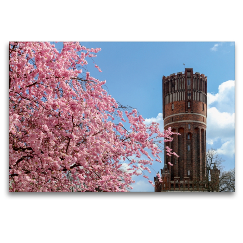 Japanische Kirschblüte mit Blick auf den Wasserturm Lüneburg