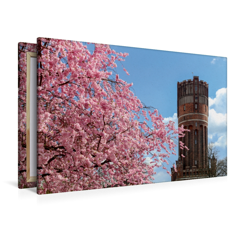 Japanische Kirschblüte mit Blick auf den Wasserturm Lüneburg