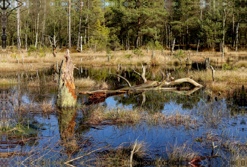 Abgestorbene Baumstümpfe im Moorsee im Pietzmoor Schneverdingen