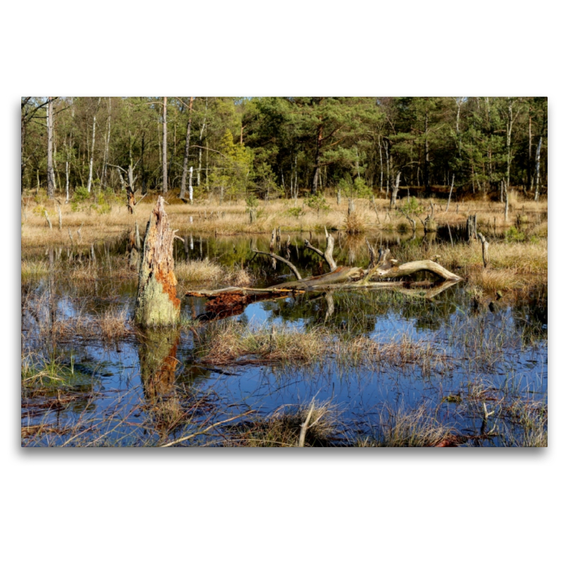 Abgestorbene Baumstümpfe im Moorsee im Pietzmoor Schneverdingen