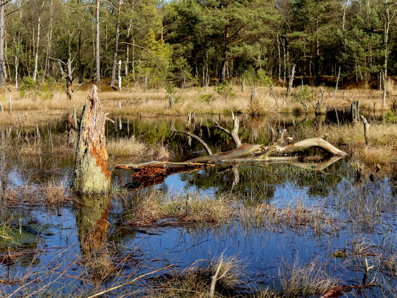 Abgestorbene Baumstümpfe im Moorsee im Pietzmoor Schneverdingen