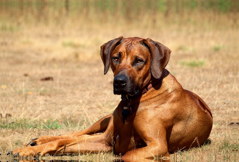 Ein Motiv aus dem Kalender Ridgebacks - Hunde aus Afrika