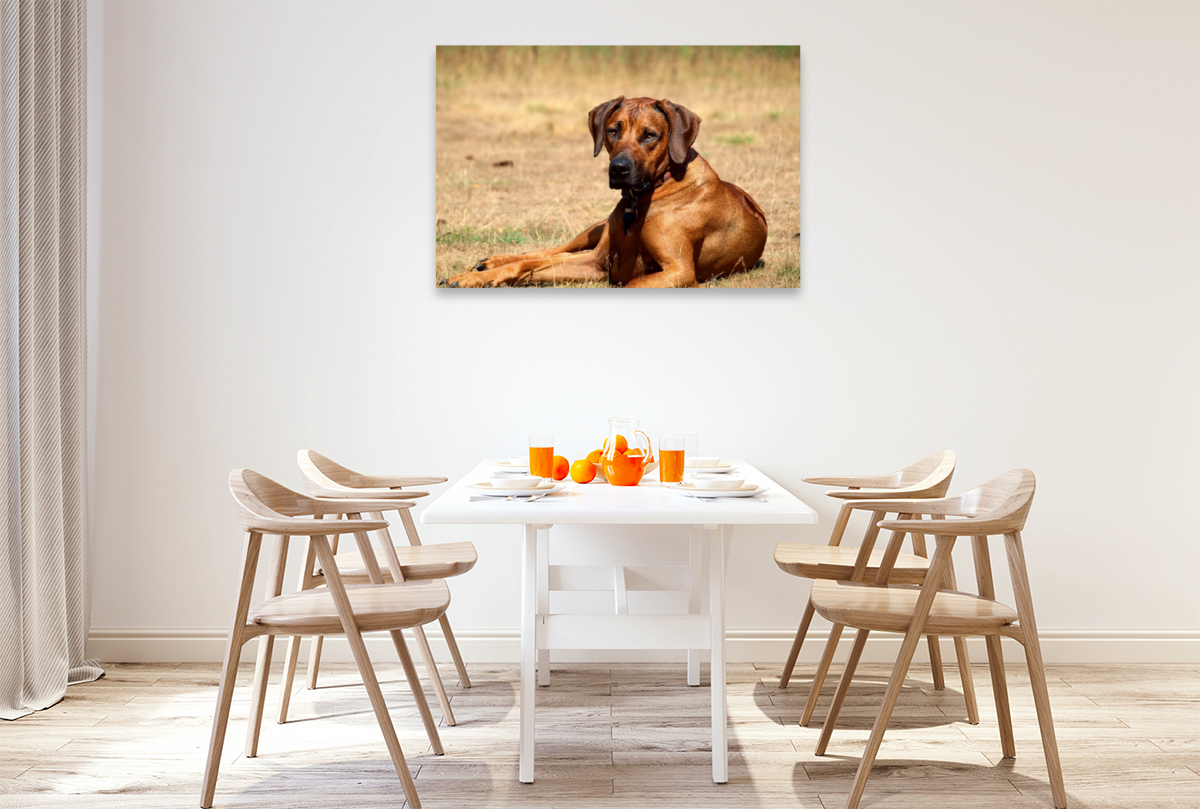 Ein Motiv aus dem Kalender Ridgebacks - Hunde aus Afrika