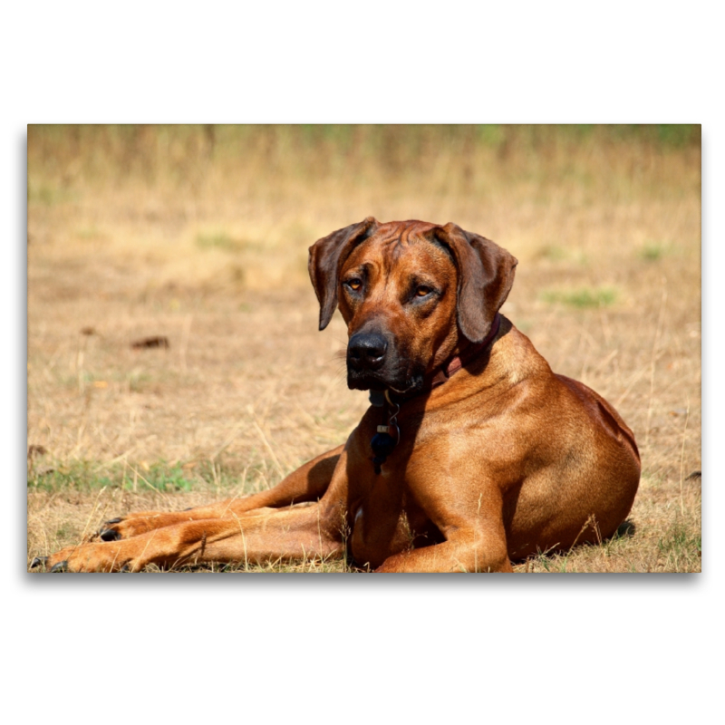 Ein Motiv aus dem Kalender Ridgebacks - Hunde aus Afrika