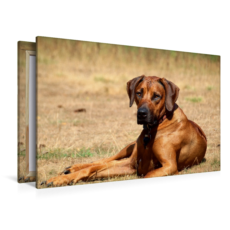 Ein Motiv aus dem Kalender Ridgebacks - Hunde aus Afrika