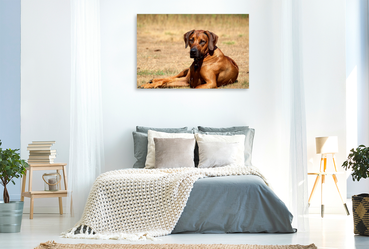 Ein Motiv aus dem Kalender Ridgebacks - Hunde aus Afrika