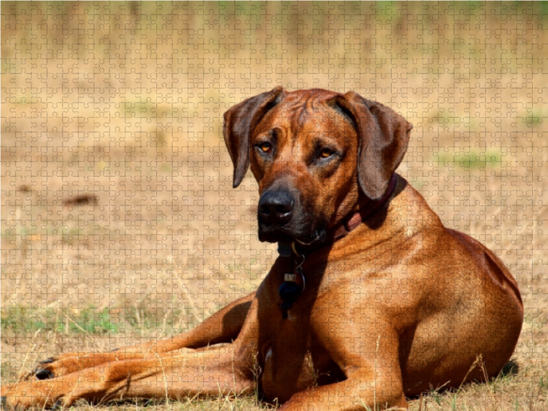 Ein Motiv aus dem Kalender Ridgebacks - Hunde aus Afrika