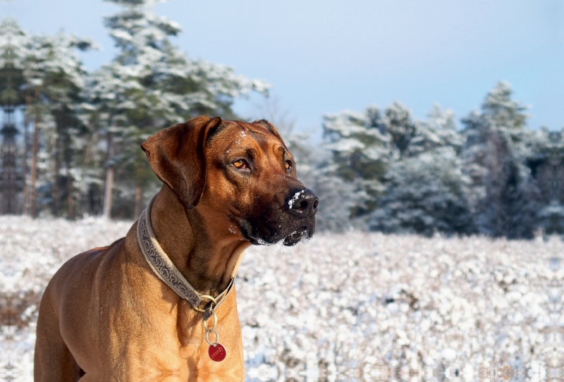 Ein Motiv aus dem Kalender Ridgebacks - Hunde aus Afrika