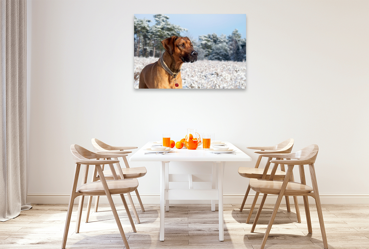 Ein Motiv aus dem Kalender Ridgebacks - Hunde aus Afrika