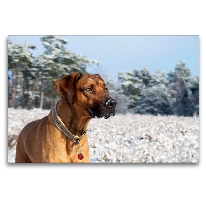 Ein Motiv aus dem Kalender Ridgebacks - Hunde aus Afrika