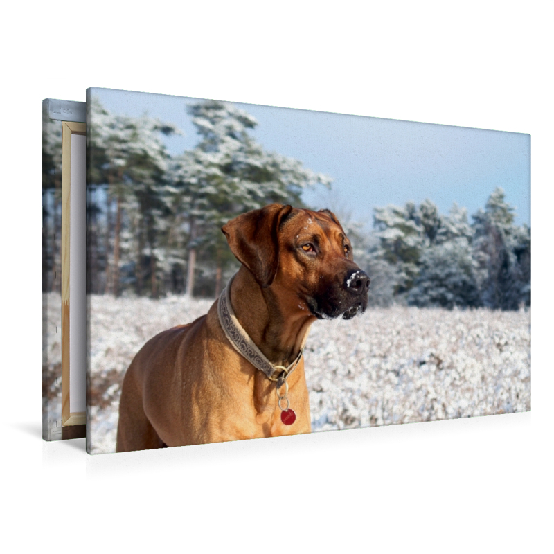 Ein Motiv aus dem Kalender Ridgebacks - Hunde aus Afrika