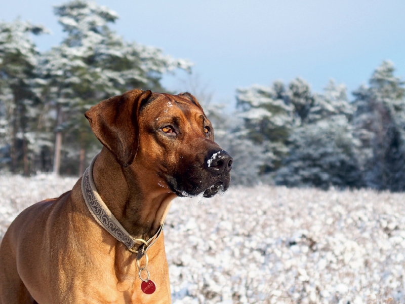 Ein Motiv aus dem Kalender Ridgebacks - Hunde aus Afrika