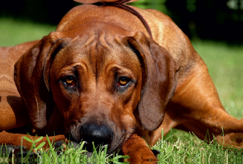 Ein Motiv aus dem Kalender Ridgebacks - Hunde aus Afrika