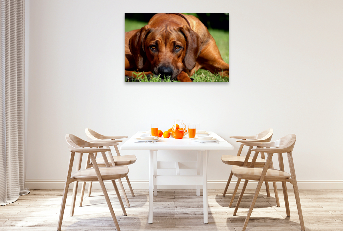 Ein Motiv aus dem Kalender Ridgebacks - Hunde aus Afrika