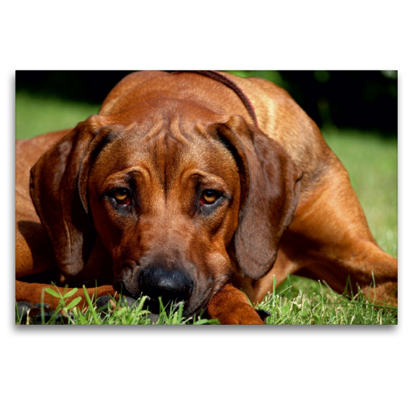 Ein Motiv aus dem Kalender Ridgebacks - Hunde aus Afrika