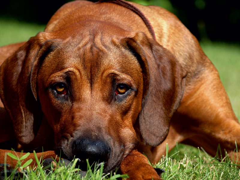 Ein Motiv aus dem Kalender Ridgebacks - Hunde aus Afrika